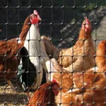 Light Duty Poultry Netting